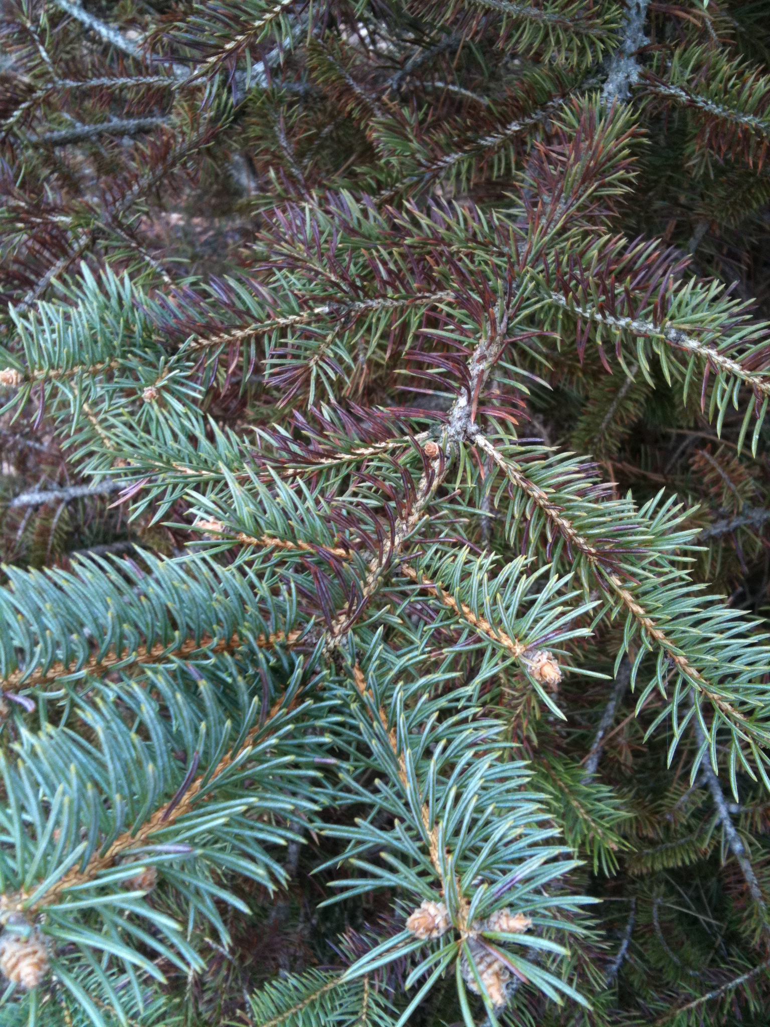 Blue Spruce Needle Problem 25